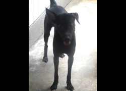 宜蘭縣流浪動物中途之家,編號:468894, 混種犬          