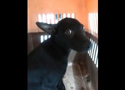 宜蘭縣流浪動物中途之家,編號:468895, 混種犬          