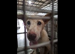 臺南市動物之家善化站,編號:468897, 混種犬          