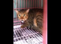 宜蘭縣流浪動物中途之家,編號:468896, 混種貓                 
