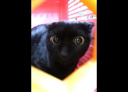 宜蘭縣流浪動物中途之家,編號:468903, 混種貓                 