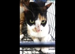宜蘭縣流浪動物中途之家,編號:468904, 混種貓                 
