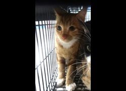 宜蘭縣流浪動物中途之家,編號:468905, 混種貓                 