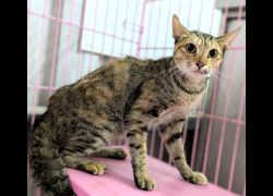 新竹縣動物保護教育園區,編號:468906, 混種貓                 