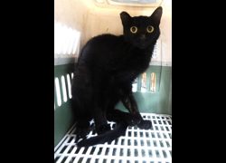 宜蘭縣流浪動物中途之家,編號:468902, 混種貓                 
