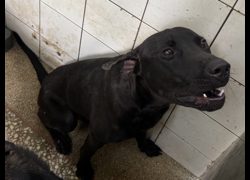 高雄市壽山動物保護教育園區,編號:468913, 混種犬          