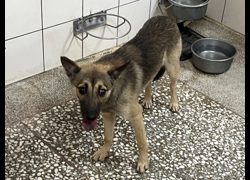 高雄市壽山動物保護教育園區,編號:468912, 混種犬          