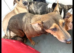 高雄市壽山動物保護教育園區,編號:468915, 混種犬          