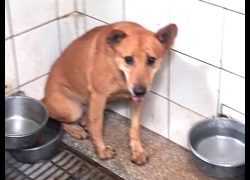 高雄市壽山動物保護教育園區,編號:468916, 混種犬          