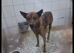 高雄市壽山動物保護教育園區,編號:468917, 混種犬          