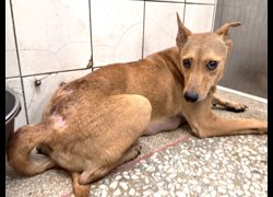 高雄市壽山動物保護教育園區,編號:468920, 混種犬          