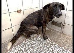高雄市壽山動物保護教育園區,編號:468921, 混種犬          