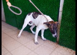 南投縣公立動物收容所,編號:468922, 混種犬          