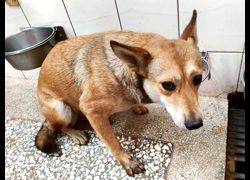 高雄市壽山動物保護教育園區,編號:468924, 混種犬          