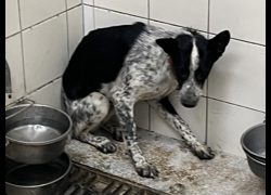 高雄市壽山動物保護教育園區,編號:468925, 混種犬          