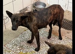 高雄市壽山動物保護教育園區,編號:468926, 混種犬          