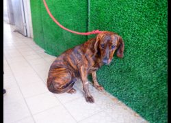 南投縣公立動物收容所,編號:468929, 混種犬          