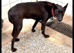 高雄市壽山動物保護教育園區,編號:468930, 混種犬          