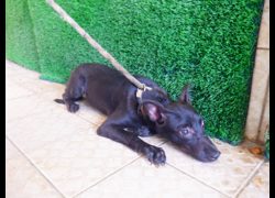 南投縣公立動物收容所,編號:468934, 混種犬          