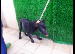 南投縣公立動物收容所,編號:468935, 混種犬          