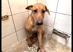 高雄市壽山動物保護教育園區,編號:468936, 混種犬          