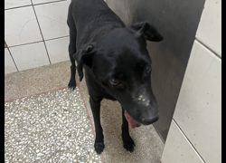 高雄市壽山動物保護教育園區,編號:468938, 混種犬          