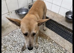 高雄市壽山動物保護教育園區,編號:468941, 混種犬          