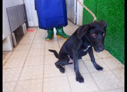 南投縣公立動物收容所,編號:468942, 混種犬          