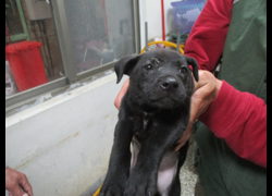 高雄市壽山動物保護教育園區,編號:468946, 混種犬          