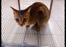 南投縣公立動物收容所,編號:468947, 混種貓                 