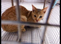 南投縣公立動物收容所,編號:468948, 混種貓                 