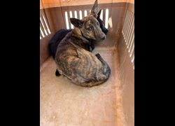 彰化縣流浪狗中途之家臨時收容所,編號:468952, 混種犬          