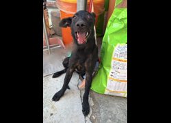 彰化縣流浪狗中途之家臨時收容所,編號:468953, 混種犬          