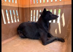 彰化縣流浪狗中途之家臨時收容所,編號:468955, 混種犬          