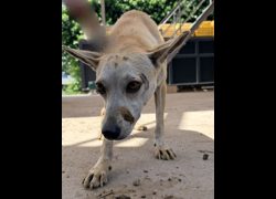 彰化縣流浪狗中途之家臨時收容所,編號:468956, 混種犬          