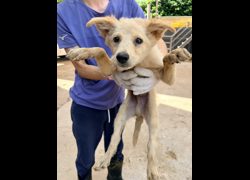 彰化縣流浪狗中途之家臨時收容所,編號:468957, 混種犬          