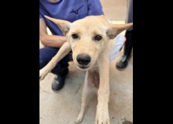 彰化縣流浪狗中途之家臨時收容所,編號:468959, 混種犬          