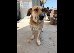彰化縣流浪狗中途之家臨時收容所,編號:468962, 混種犬          