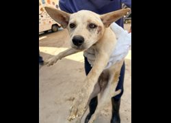 彰化縣流浪狗中途之家臨時收容所,編號:468964, 混種犬          