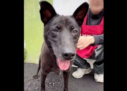 新北市新店區公立動物之家,編號:469006, 混種犬          
