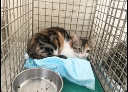 臺北市動物之家,編號:469027, 混種貓                 