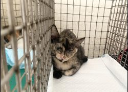 臺北市動物之家,編號:469028, 混種貓                 