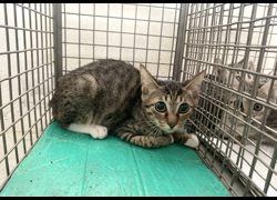 臺北市動物之家,編號:469035, 混種貓                 