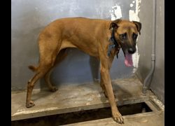 新竹市動物保護教育園區,編號:469041, 混種犬          