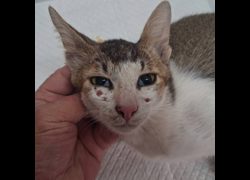 澎湖縣流浪動物收容中心,編號:469045, 混種貓                 