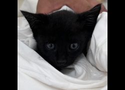 澎湖縣流浪動物收容中心,編號:469039, 混種貓                 