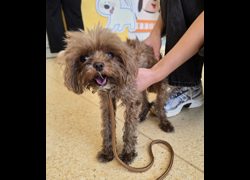 新竹市動物保護教育園區,編號:469048, 貴賓犬        