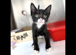 新竹縣動物保護教育園區,編號:469038, 混種貓                 