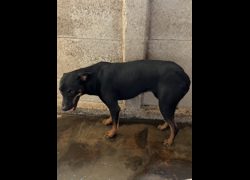 彰化縣流浪狗中途之家臨時收容所,編號:469049, 混種犬          