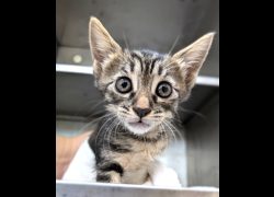 新竹縣動物保護教育園區,編號:469036, 混種貓                 